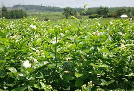 茉莉花盆栽怎么养