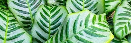 孔雀绿植怎么养