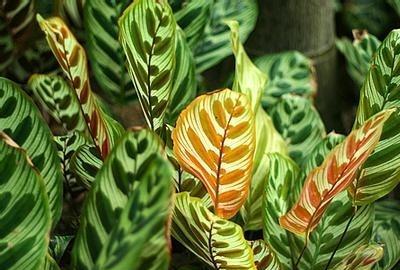 孔雀绿植怎么养