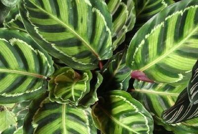 孔雀绿植怎么养