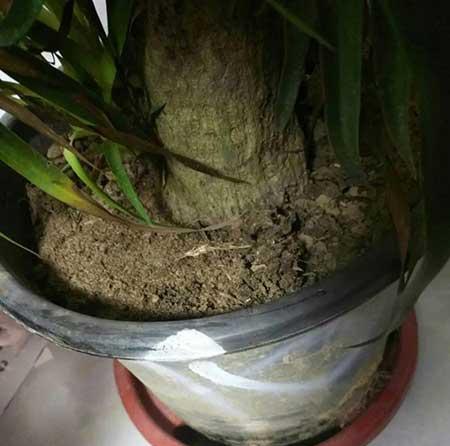 客厅适合养的绿植有哪些