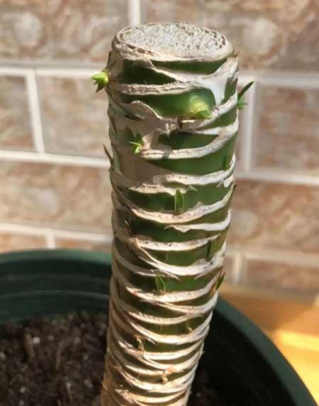 客厅适合养的绿植有哪些