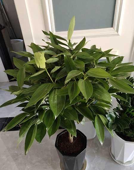 客厅适合养的绿植有哪些