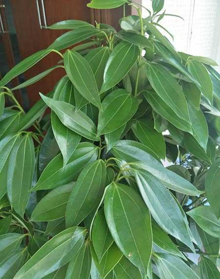 客厅适合养的绿植有哪些