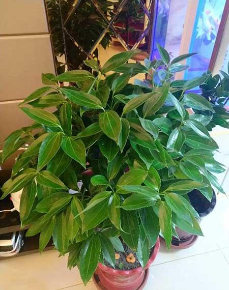 客厅适合养的绿植有哪些