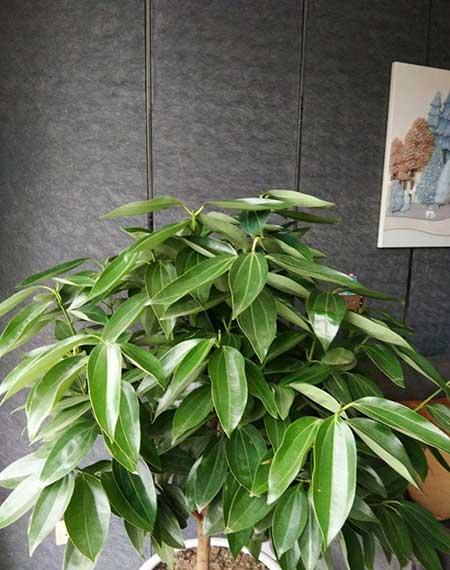 客厅适合养的绿植有哪些