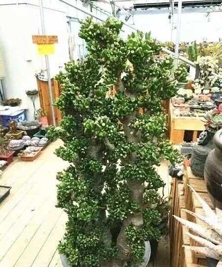 客厅适合养的绿植有哪些