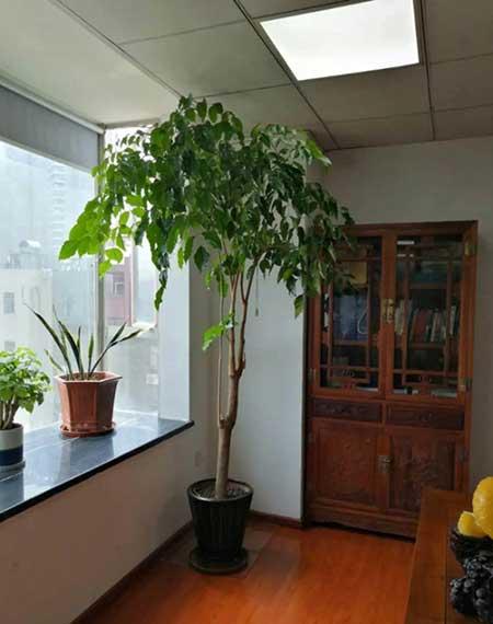 客厅适合养的绿植有哪些