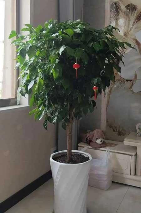 客厅适合养的绿植有哪些