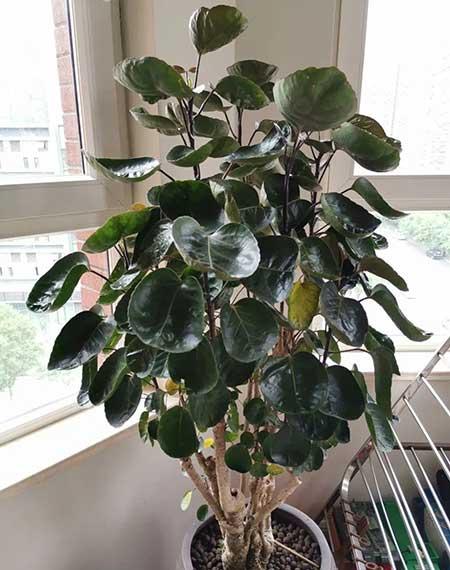 客厅适合养的绿植有哪些