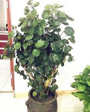 客厅适合养的绿植有哪些