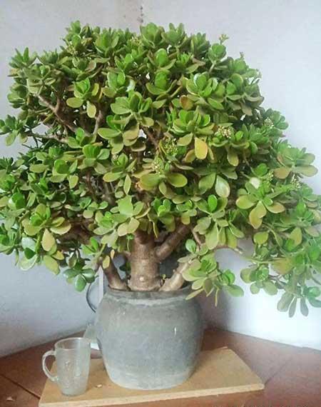 客厅适合养的绿植有哪些