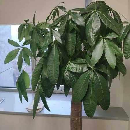 客厅适合养的绿植有哪些