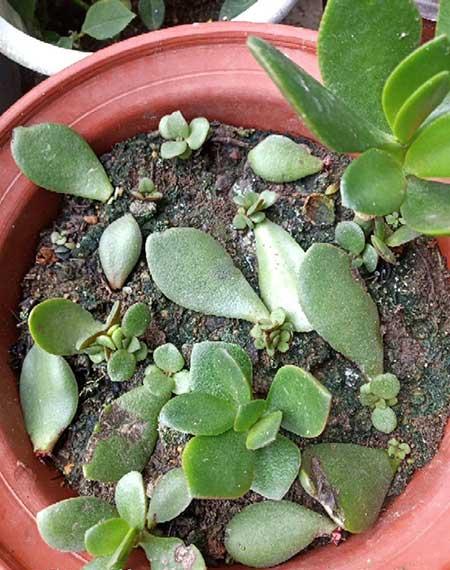 客厅适合养的绿植有哪些