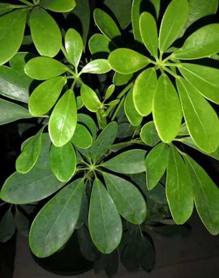 客厅适合养的绿植有哪些