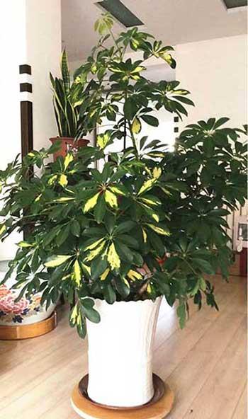 客厅适合养的绿植有哪些