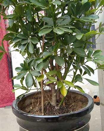 客厅适合养的绿植有哪些