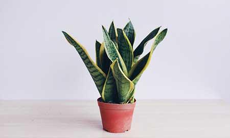 鸡蛋壳可以养哪些花