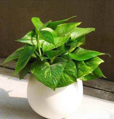 鸡蛋壳可以养哪些花