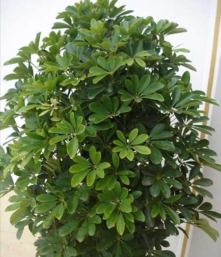 办公室养什么绿植