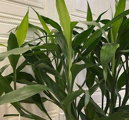 办公室养什么绿植