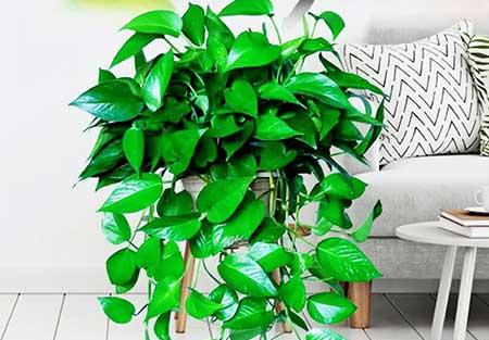 办公室养什么绿植