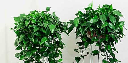 办公室养什么绿植