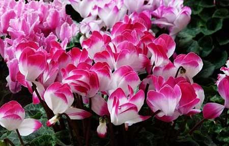 仙客来花卉怎么养护