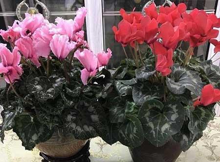 仙客来花卉怎么养护