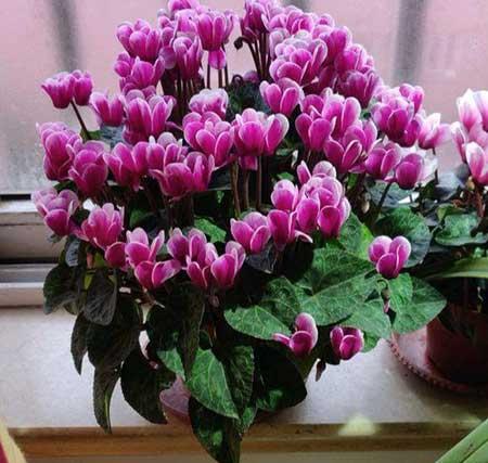 仙客来花卉怎么养护