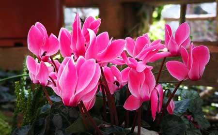 仙客来花卉怎么养护