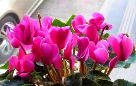 仙客来花卉怎么养护