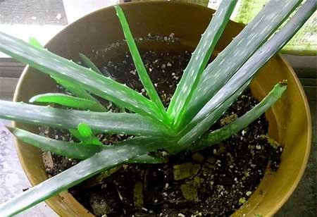 室内最好养的绿植