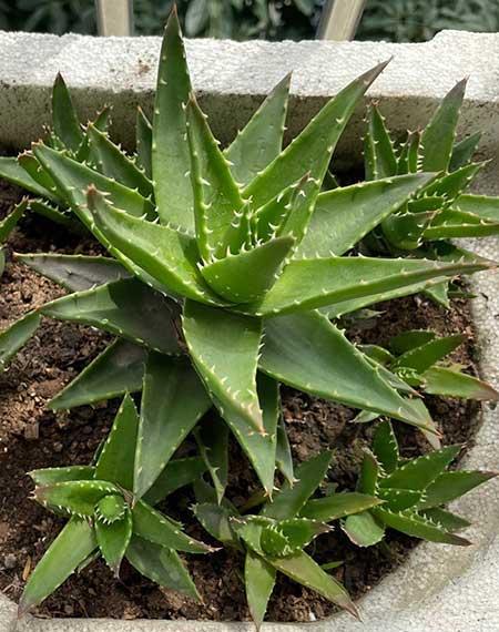 室内最好养的绿植