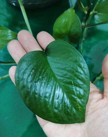 室内最好养的绿植