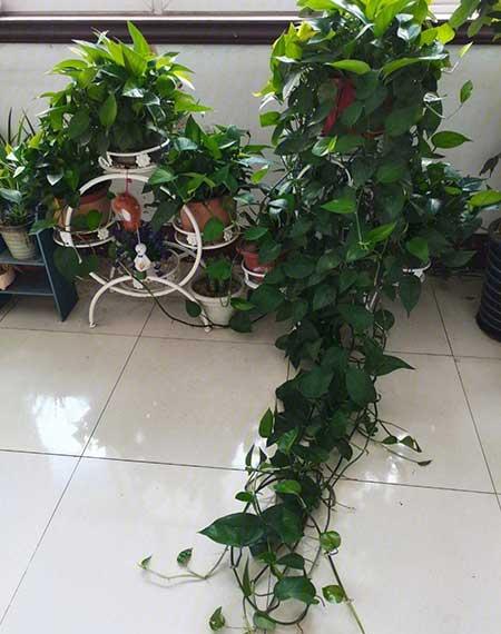 室内最好养的绿植