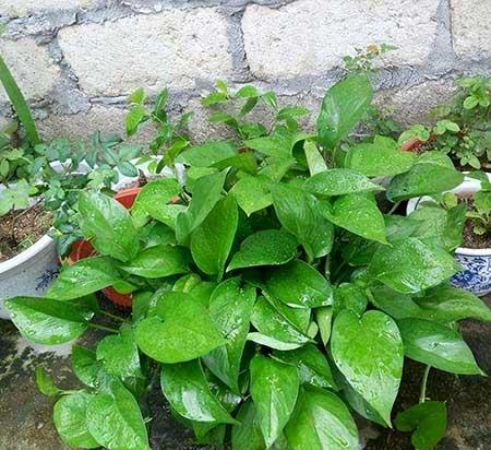 室内最好养的绿植