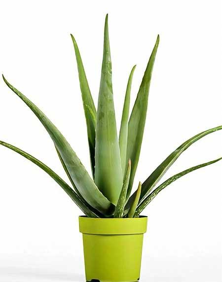 室内最好养的绿植