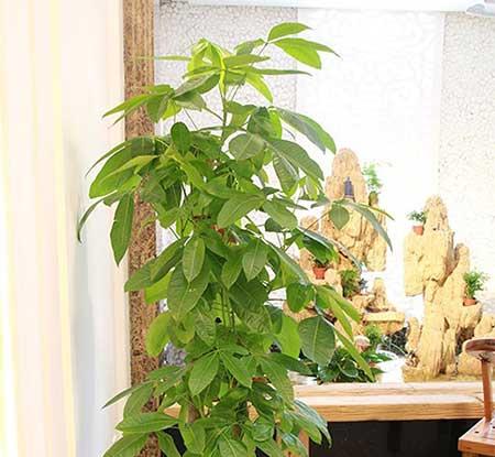 室内最好养的绿植