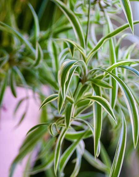 室内最好养的绿植