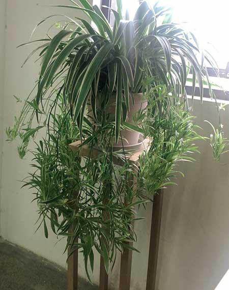 室内最好养的绿植