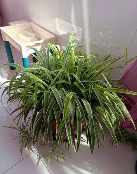 室内最好养的绿植