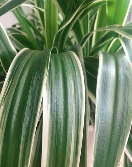 室内最好养的绿植