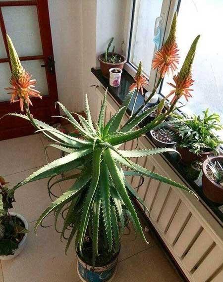 室内最好养的绿植