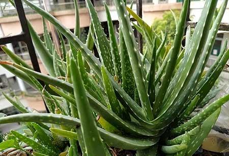 室内最好养的绿植