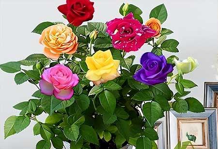 适合孕妇养的花