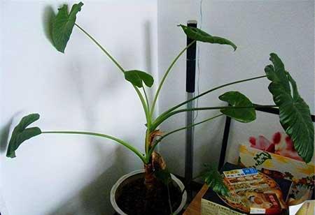 适合孕妇养的花