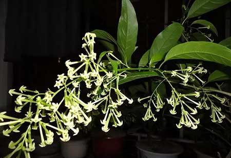 适合孕妇养的花