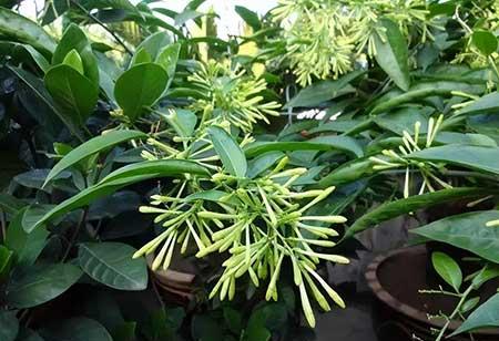 适合孕妇养的花