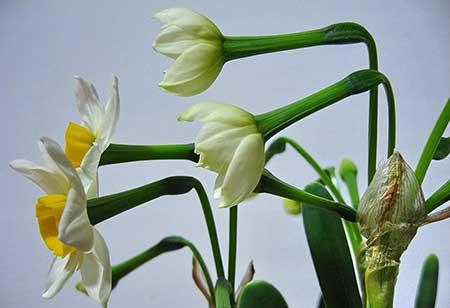 适合孕妇养的花